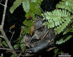 Image of spitting spiders