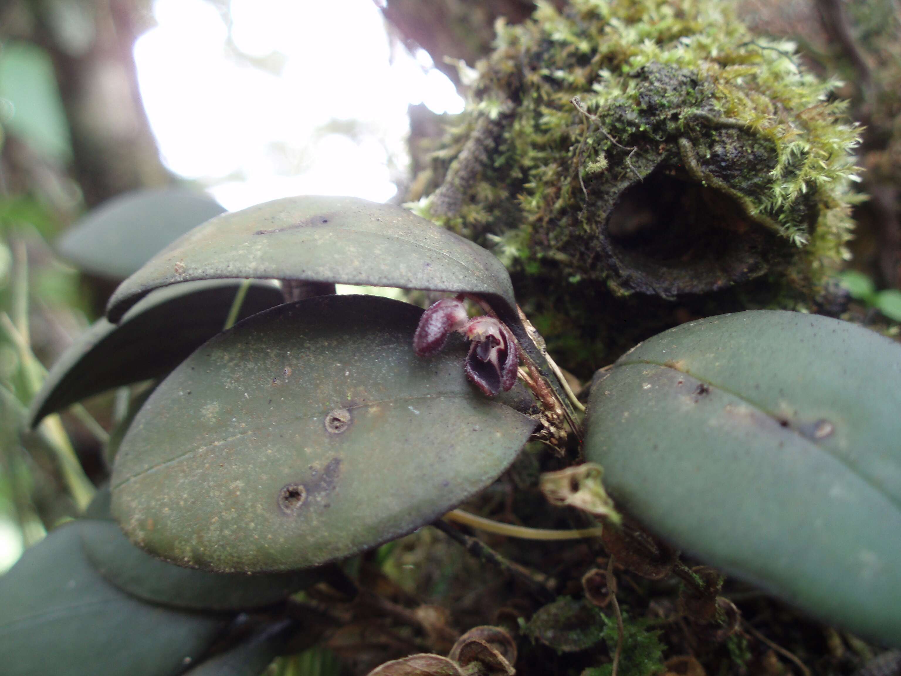 Image of Bonnet orchids