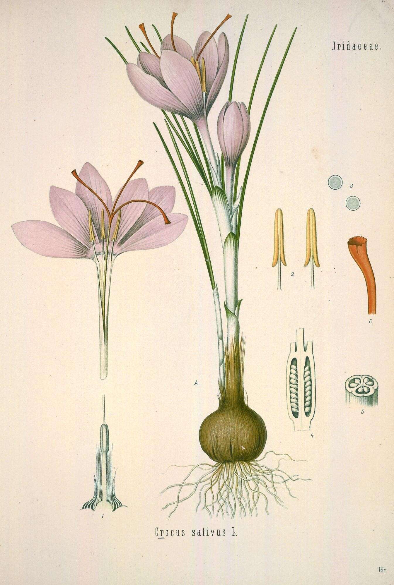 Image of crocus