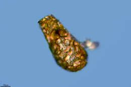 Image of Difflugia oblonga