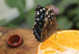 Image of Mexican Bluewing