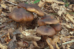 Lyophyllum decastes (Fr.) Singer 1951 resmi