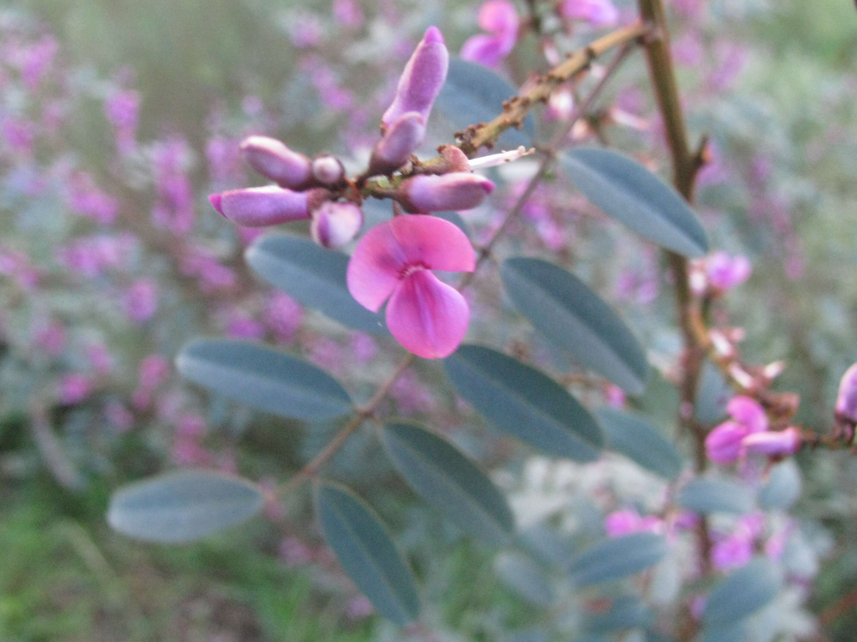 Image de Indigofera australis Willd.