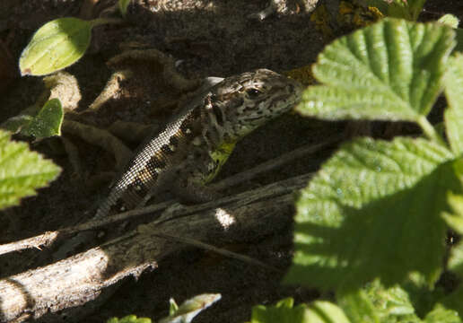 Image of Sand Lizard