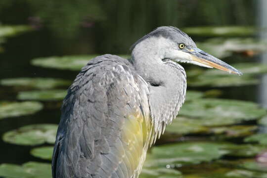 Image of Ardea cinerea cinerea Linnaeus 1758