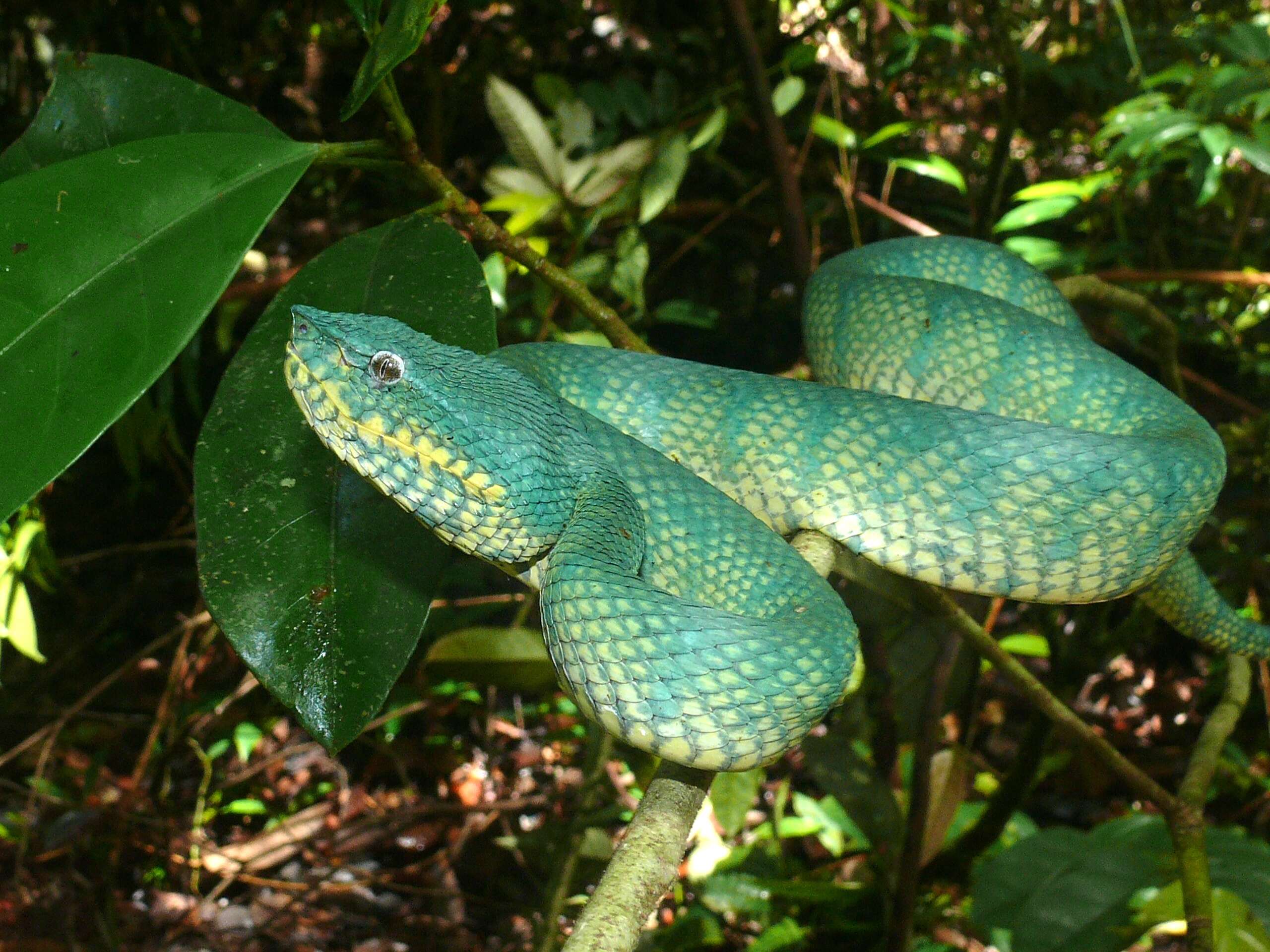 Image de Tropidolaemus subannulatus (Gray 1842)