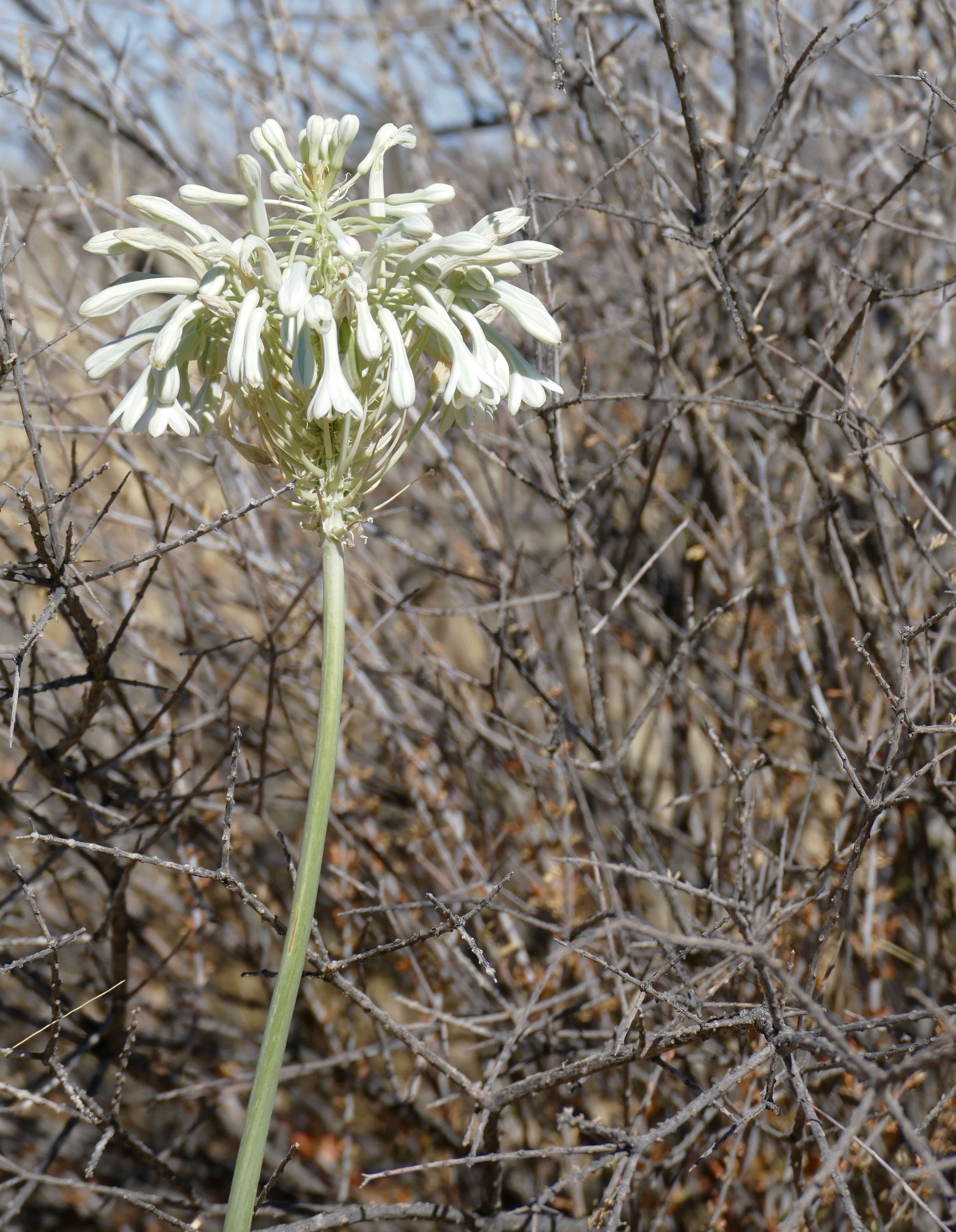 Imagem de Pseudogaltonia