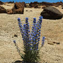 Echium auberianum Webb & Berth.的圖片