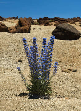 Слика од Echium auberianum Webb & Berth.