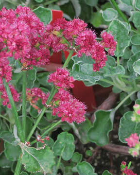 Image of redflower buckwheat