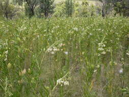 Image of Shrubby milkweed