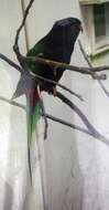 Image of Papuan Lorikeet