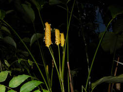 Image of rattlesnake plant