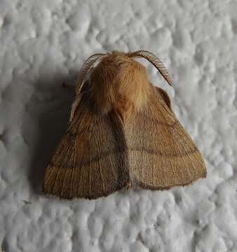 Image of Forest Tent Caterpillar Moth