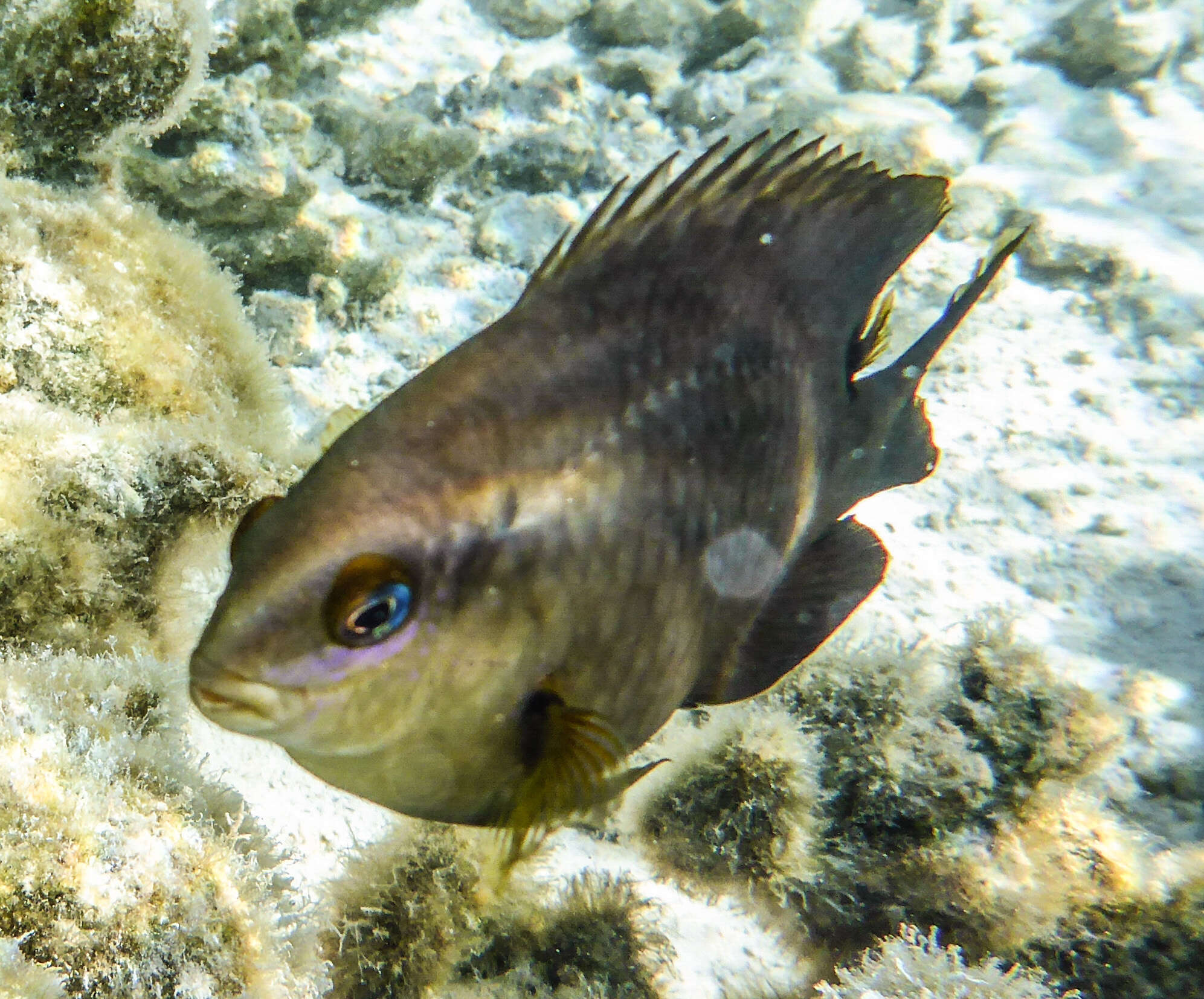 Image of Chromis agilis Smith 1960