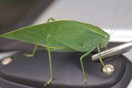 Image of Angle-wing Katydids