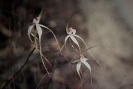 Image of Caladenia longicauda Lindl.