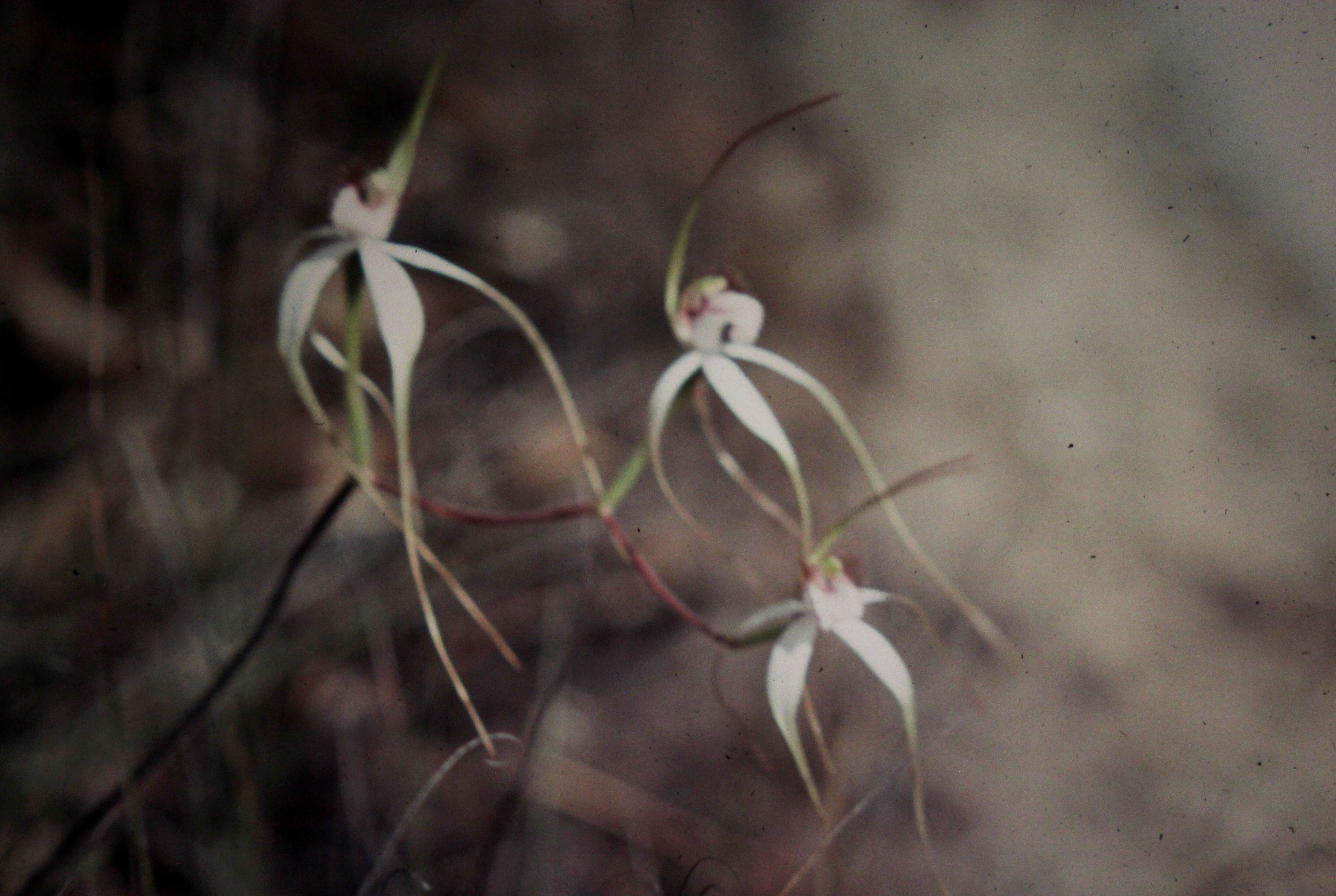 Image of Caladenia longicauda Lindl.