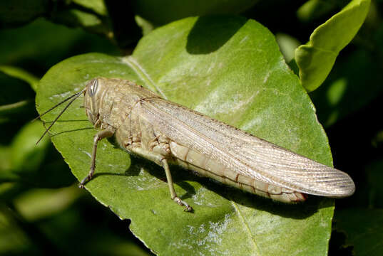 Image of egyptian grasshopper, tree locust