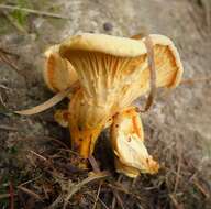 Image de Cantharellus