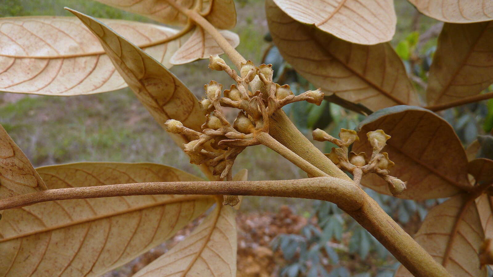 Image of Vitex hypoleuca Schauer