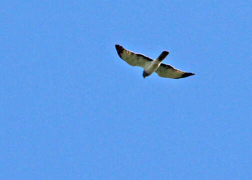 Image of Northern Harrier