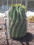 Image of Ferocactus peninsulae (F. A. C. Weber) Britton & Rose