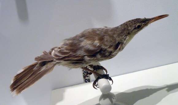 Image of Tahiti Reed Warbler