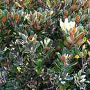 Image de Pittosporum halophilum Rock