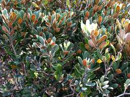 Image de Pittosporum halophilum Rock