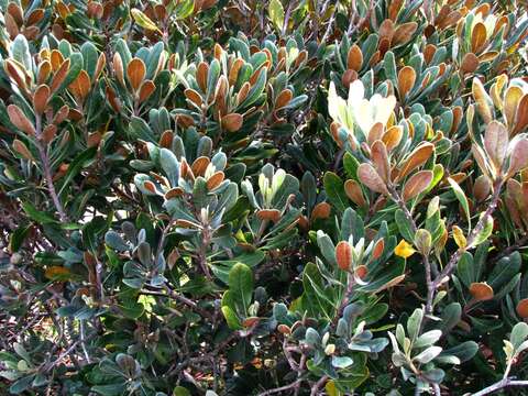 Image de Pittosporum halophilum Rock