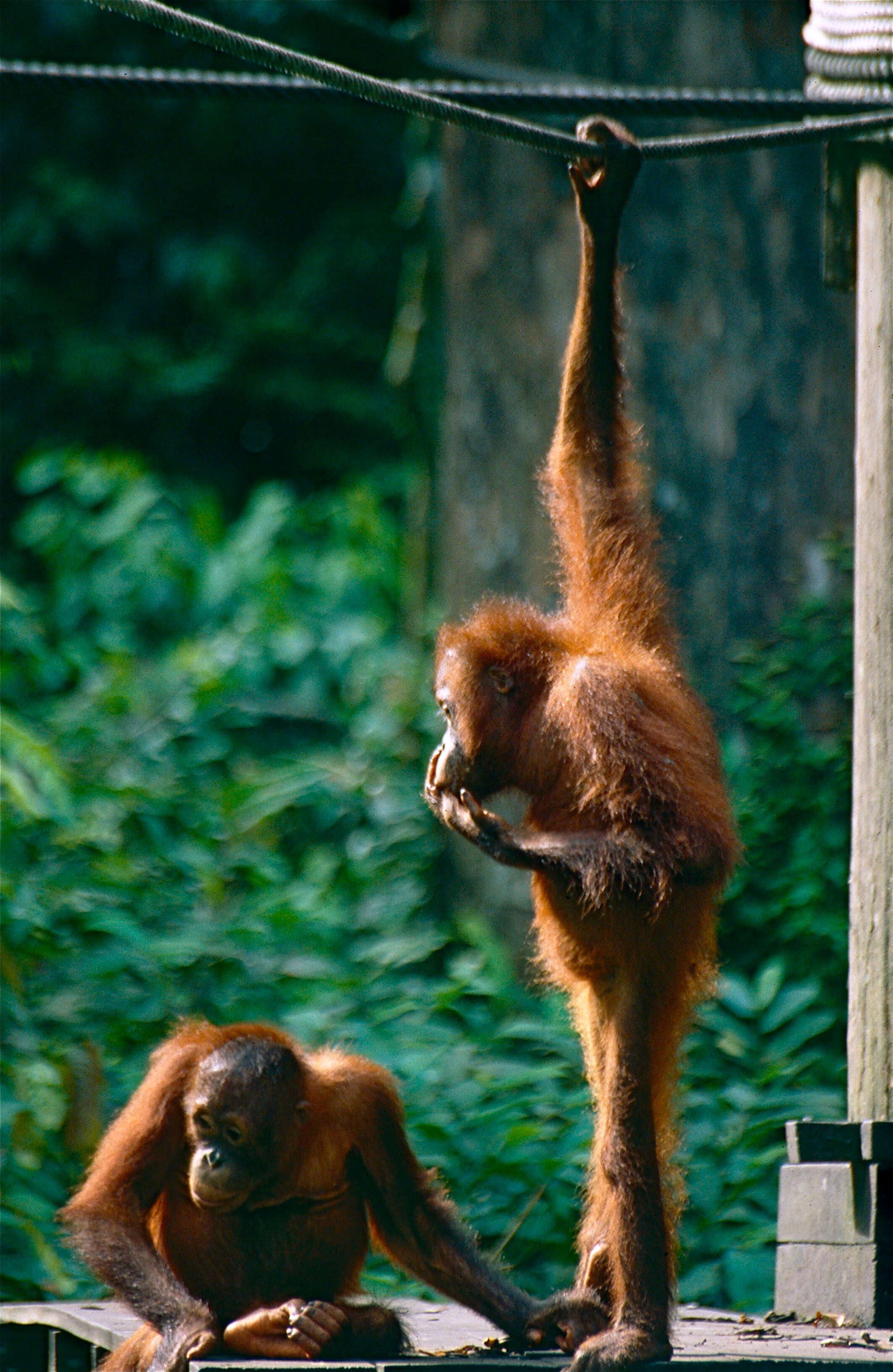 Image of Ponginae