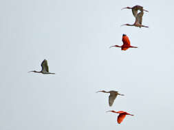 Image of Scarlet Ibis