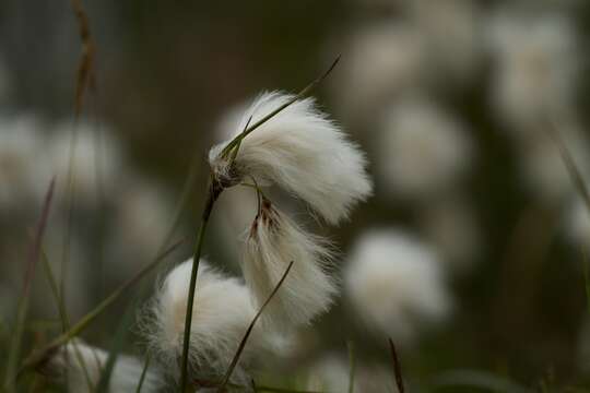 Image of white cottongrass