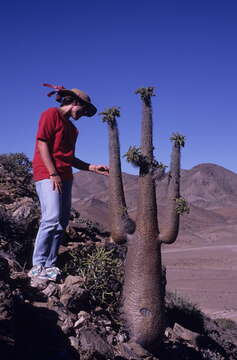 Image of Pachypodium namaquanum (Wyley ex Harv.) Welw.