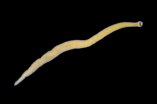 Image of black head ribbon worm