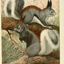 Imagem de Sciurus aberti kaibabensis Merriam 1904