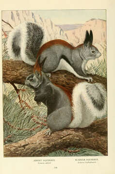 Image of Kaibab squirrel