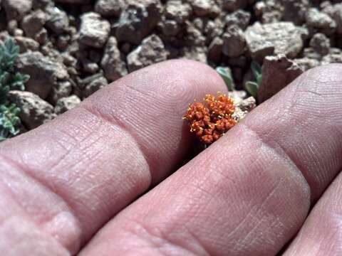 Image of alpine oreoxis