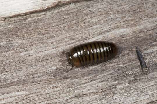 Image of Giant pill millipedes