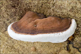 Image of Ganoderma