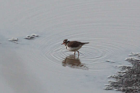 Image of African Three-banded Plover