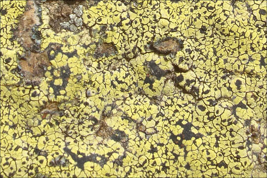 Image of Yellow map lichen;   World map lichen