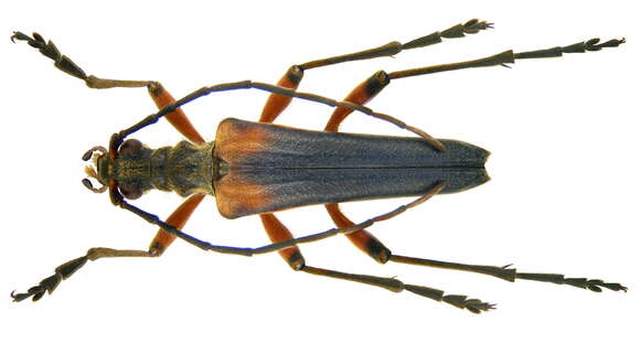 Image of Stenocorus meridianus (Linné 1758)