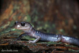 Image of Woodland salamander