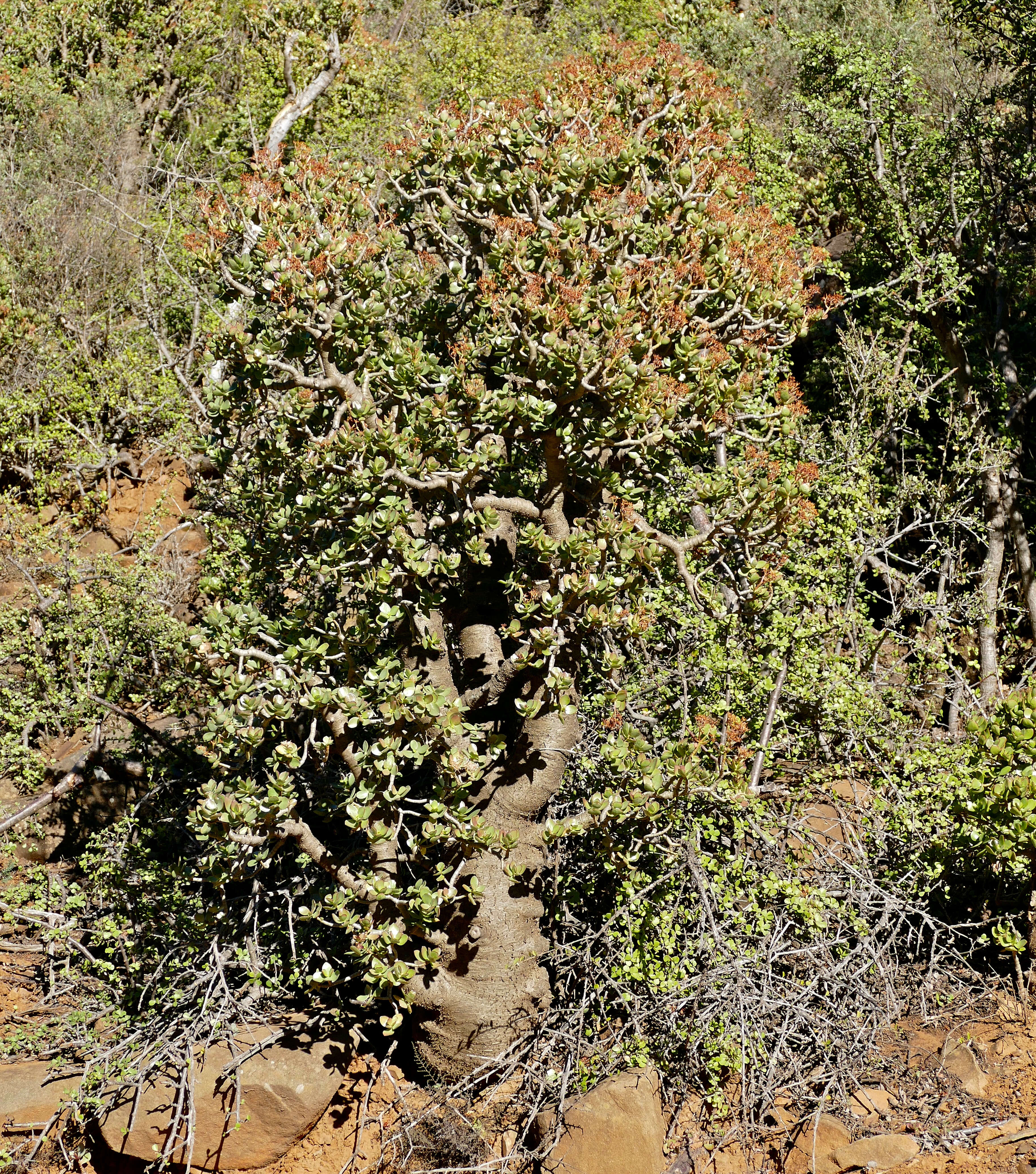 Image of Crassula arborescens (Mill.) Willd.