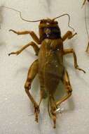 صورة Brachytrupes membranaceus (Drury 1770)