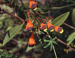 Image of nasturtium