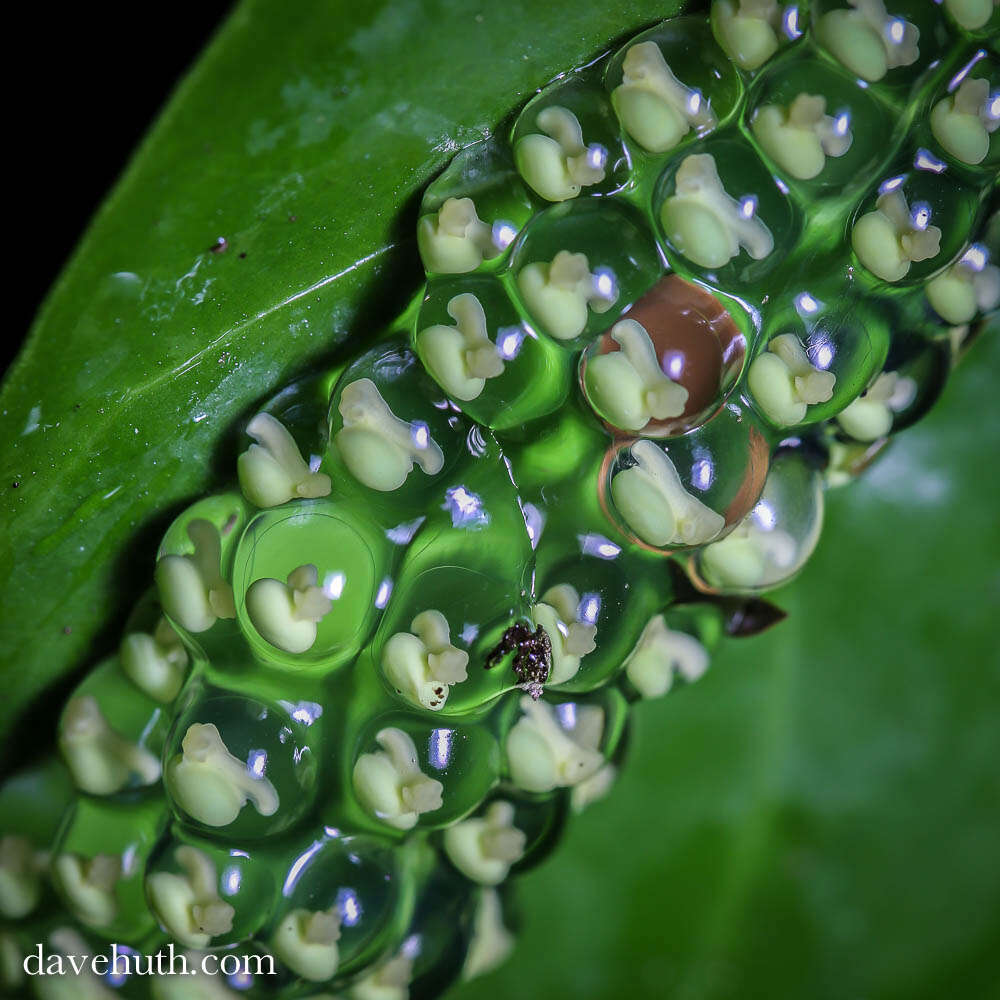 Image of Red-eyed Leaf frog