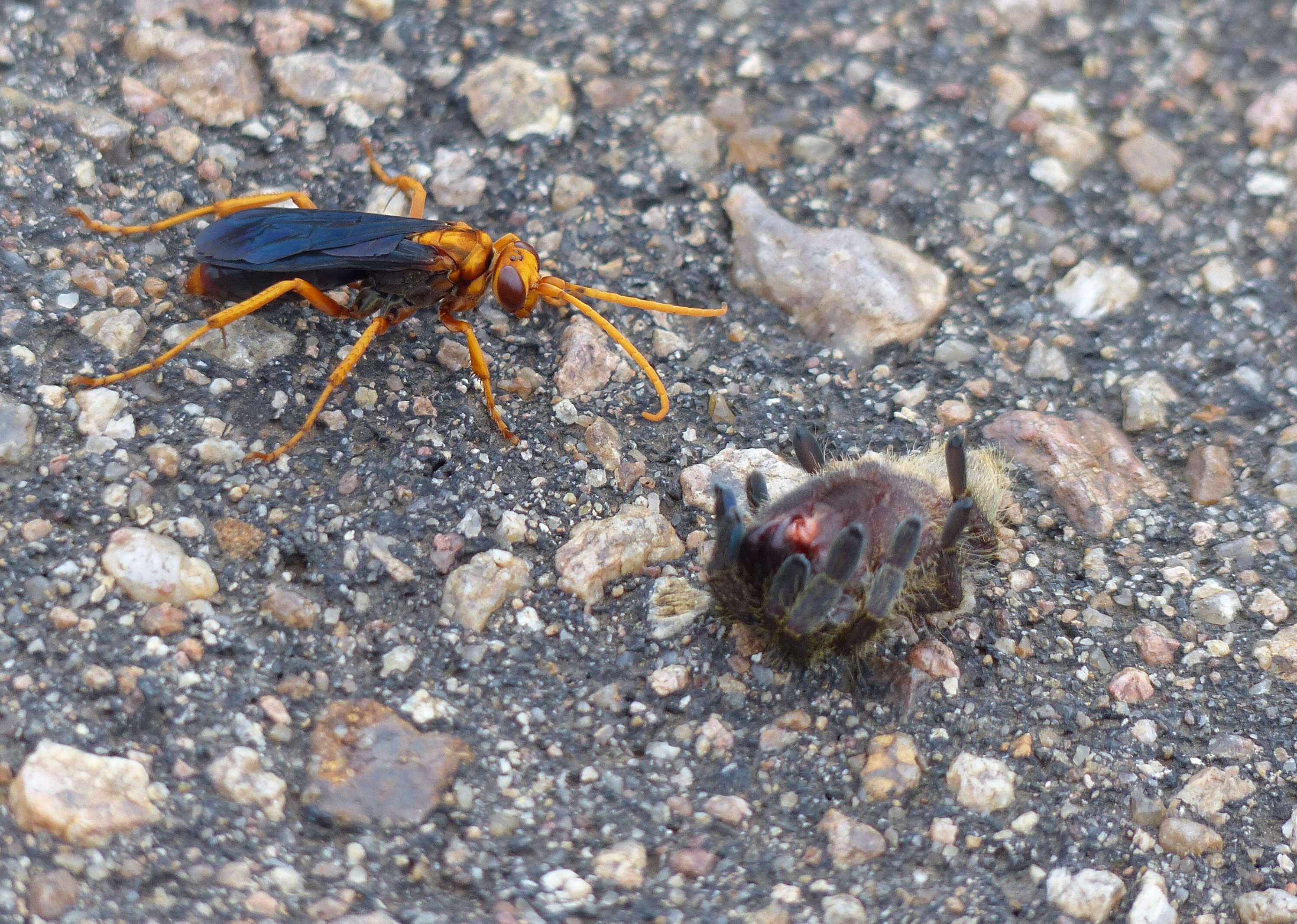 Image of Tarantula Hawks